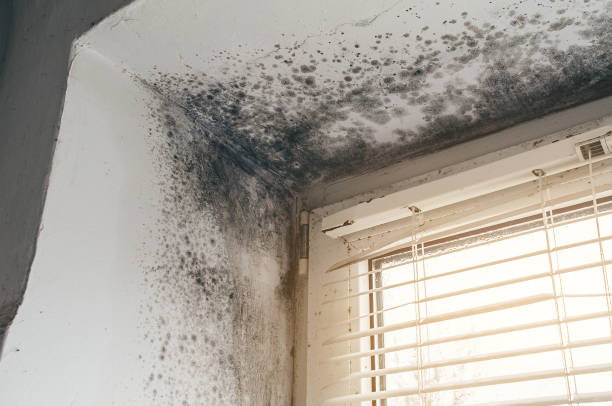 Affordable Mold Cleanup solutions in Seaside Heights, NJ
